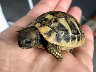 Landskildpadde græske