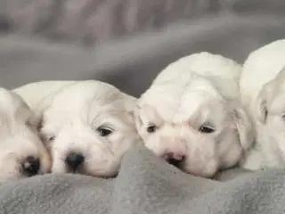Coton / Malteser hvalpe
