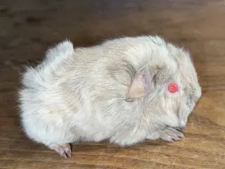 Marsvin han med stamtavle fra DMF