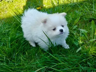 Pomeranian