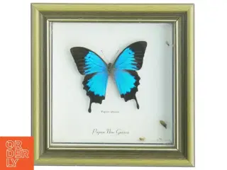 Indrammet sommerfugl (str. 22 x 22 cm)