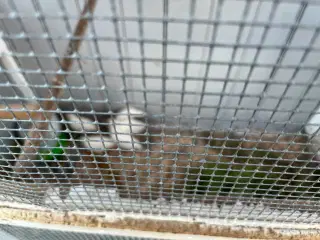 Kininiske dværgvagtler 