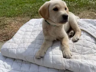 Labrador hvalp