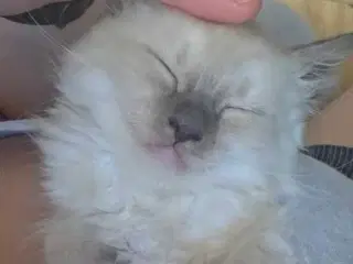  Ragdoll Killinger 