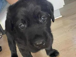 Hundehvalpe Labrador F1