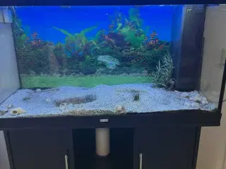 Akvarier 350L