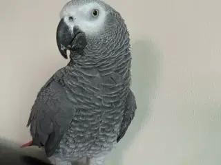 Veltæmmede afrikanske grå papegøjer