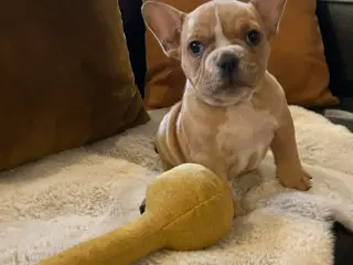 New english bulldog