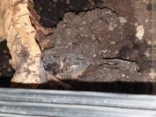 Cyriopagopus sp Hati Hati edderkop 