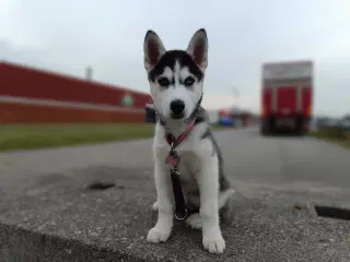 Husky Hvalp Tæve