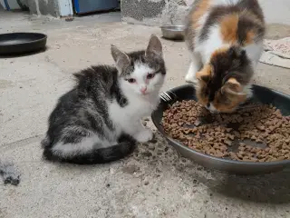 Kattekillinger