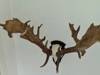 Dåhjort