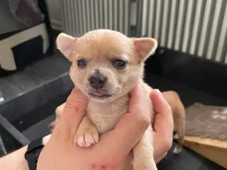 Chihuahua tæver 