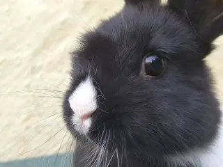 Påske Kanin unger, super tilbud på Kaninbjerget