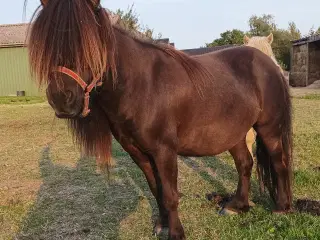 Shetlandspony hoppe med rødt pas