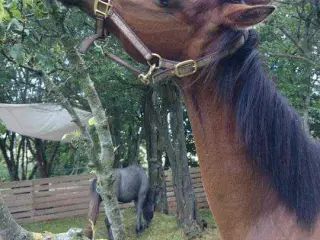 Søger hest