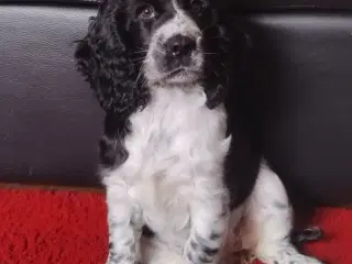 Engelsk cocker spaniel hvalpe