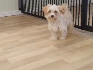 Bichon Havanais pige