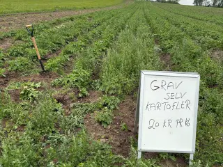 Grav jeres egne kartofler op