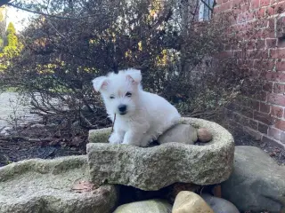 West Highland White terrier hvalp