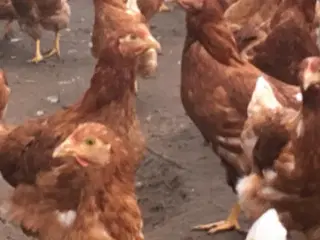 Røde amerikaner/Isa Brown høns nær æglægning