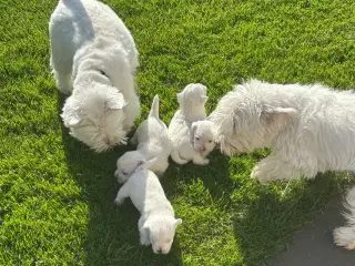 West highland White terrier 