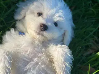 Maltipoo hvalp