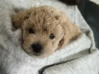 Cavapoo hvalp