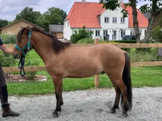 Islænder vallak 