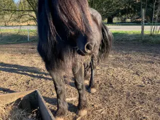Fellpony hoppe 8 år