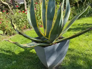 Agave