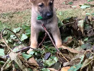 Skønne schæferhundehvalpe - kun piger tilbage
