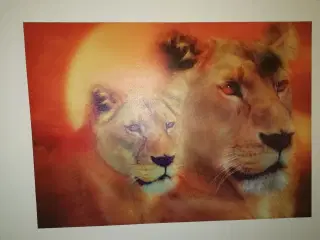 Billede af løver