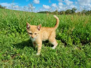 Katte killinger