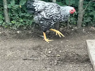 2 stk høns nær æglægning