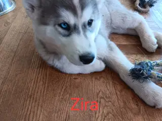 Husky/Malamut hvalpe