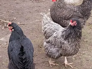 Daggamle kyllinger