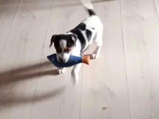 Dansk/ Svensk gårdhundehvalp