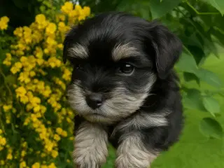 Klar til sommerferien - Bichon Havanaise hvalpe 