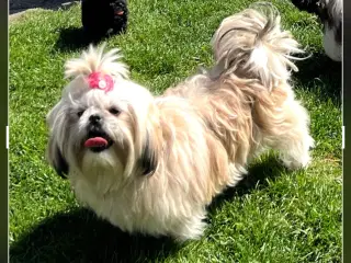 shih tzu-havapoo tæve(11uger)
