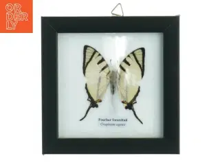 Indrammet sommerfugl (str. 12 x 12 cm)