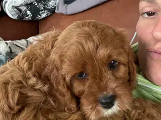 CAVAPOO Tæve 
