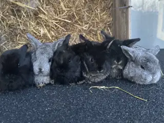 Dværgvædder unger sælges 