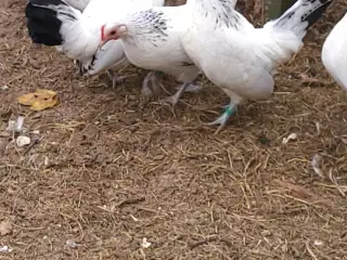 Dværghøns