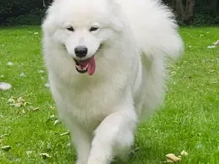 Samojede/ samoyed 