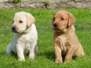 Formel 1 labrador - Niels og Nellie søger nyt hjem