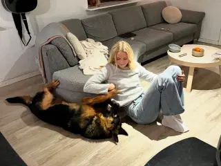 Lækker schæferhvalp