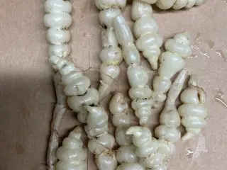 Knoldgaltetand også kaldt kinaskok