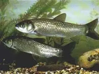 GRÆSKARPER ((8-10 CM)) FÅ MÆNGDE RABAT