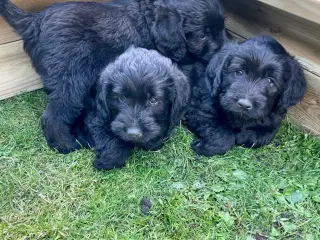 Labradoodle F1, hvalpe 